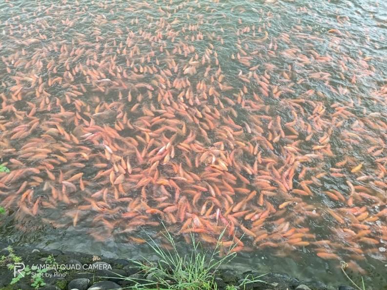 紅尼羅投餵景象