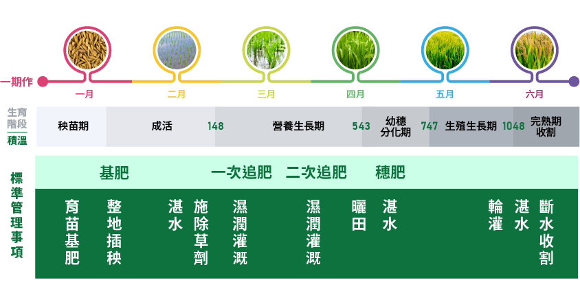 專業標準化生產管理-生育階段圖